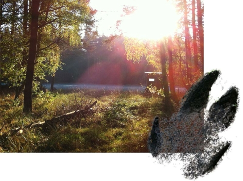 Lust auf ein Outdoor-Coaching? Wellenbrecher Praxis für Burnoutberatung Bremen